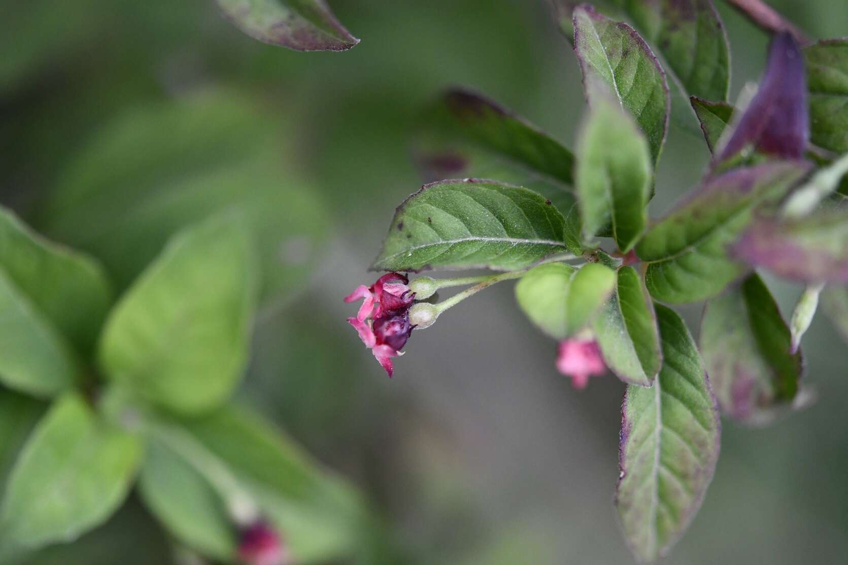 Image of Fuchsia encliandra subsp. tetradactyla (Lindl.) Breedlove