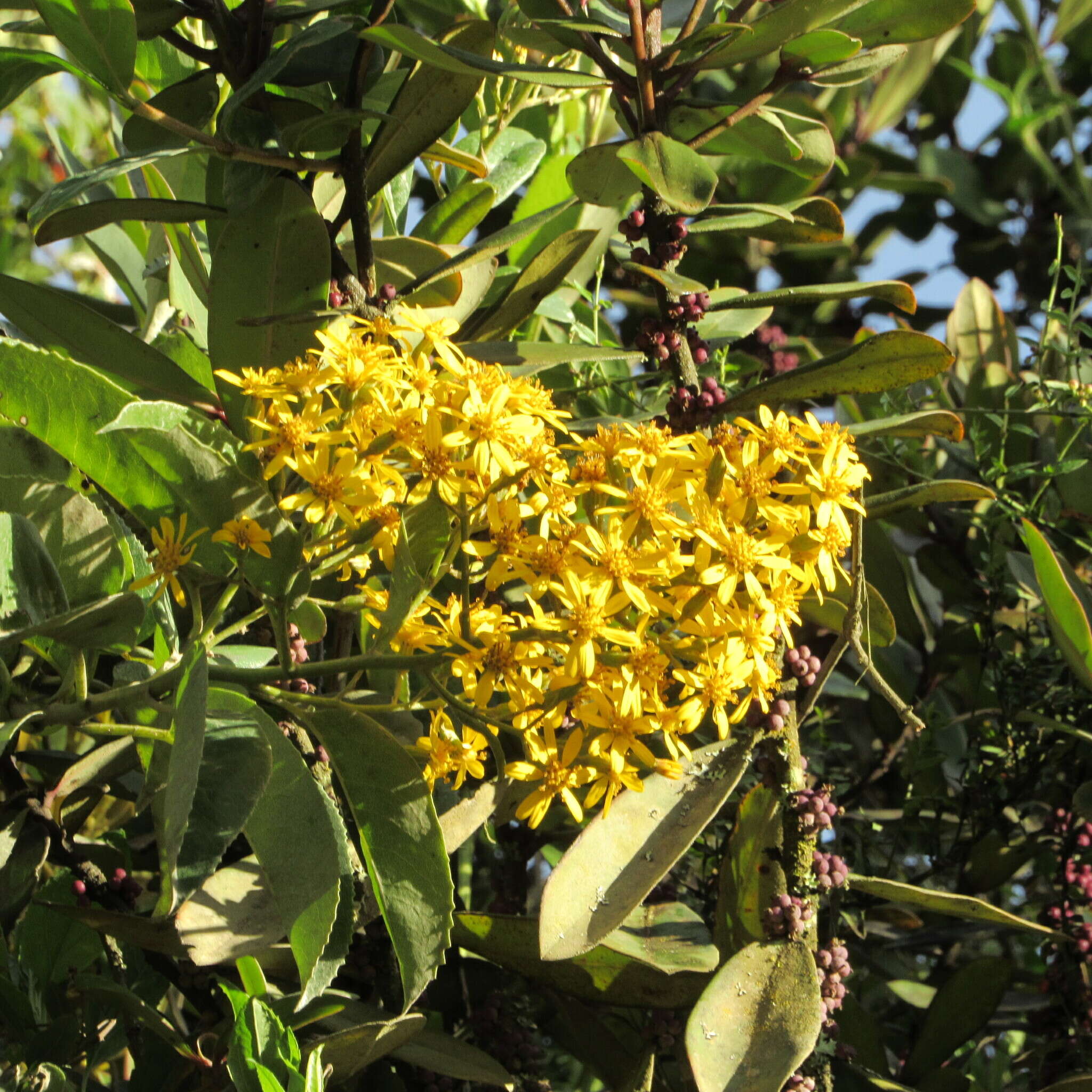 Image of Dendrophorbium americanum (L. fil.) C. Jeffrey