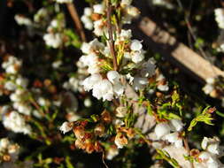 Image of Erica subdivaricata Berg.