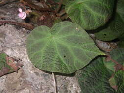 Image of Begonia chongzuoensis Yan Liu, S. M. Ku & C. I Peng