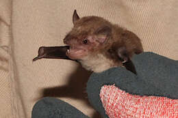 Image of Little Broad-nosed Bat