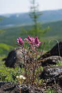 Castilleja rubra (Drob.) Rebr. resmi