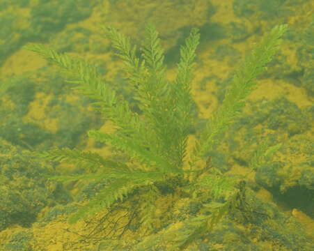 Oceaniopteris francii (Rosenst.) Gasper & Salino resmi