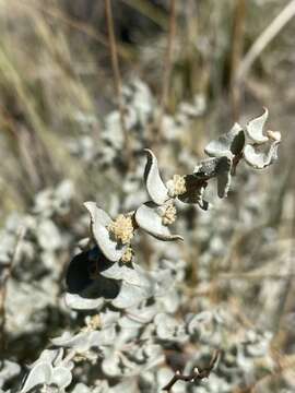 Image of Parry's Saltbush