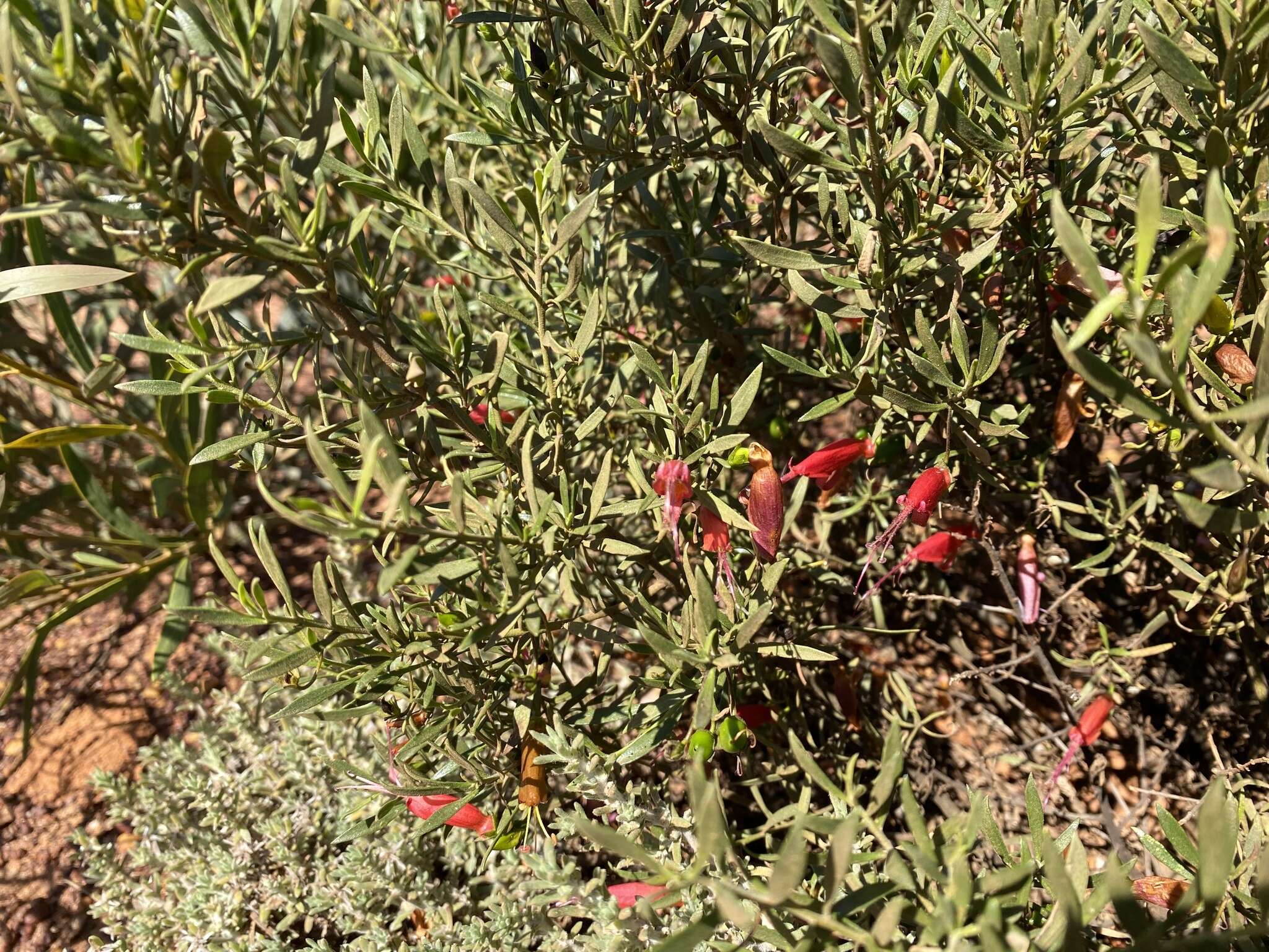 صورة Eremophila decipiens subsp. decipiens