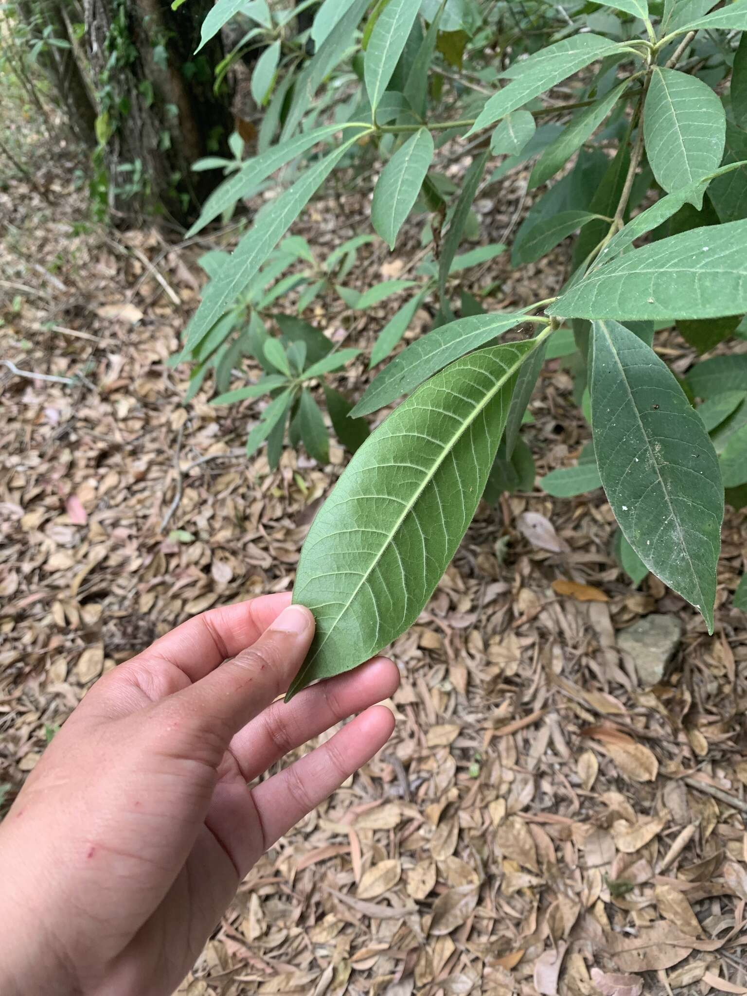 Alstonia muelleriana Domin的圖片