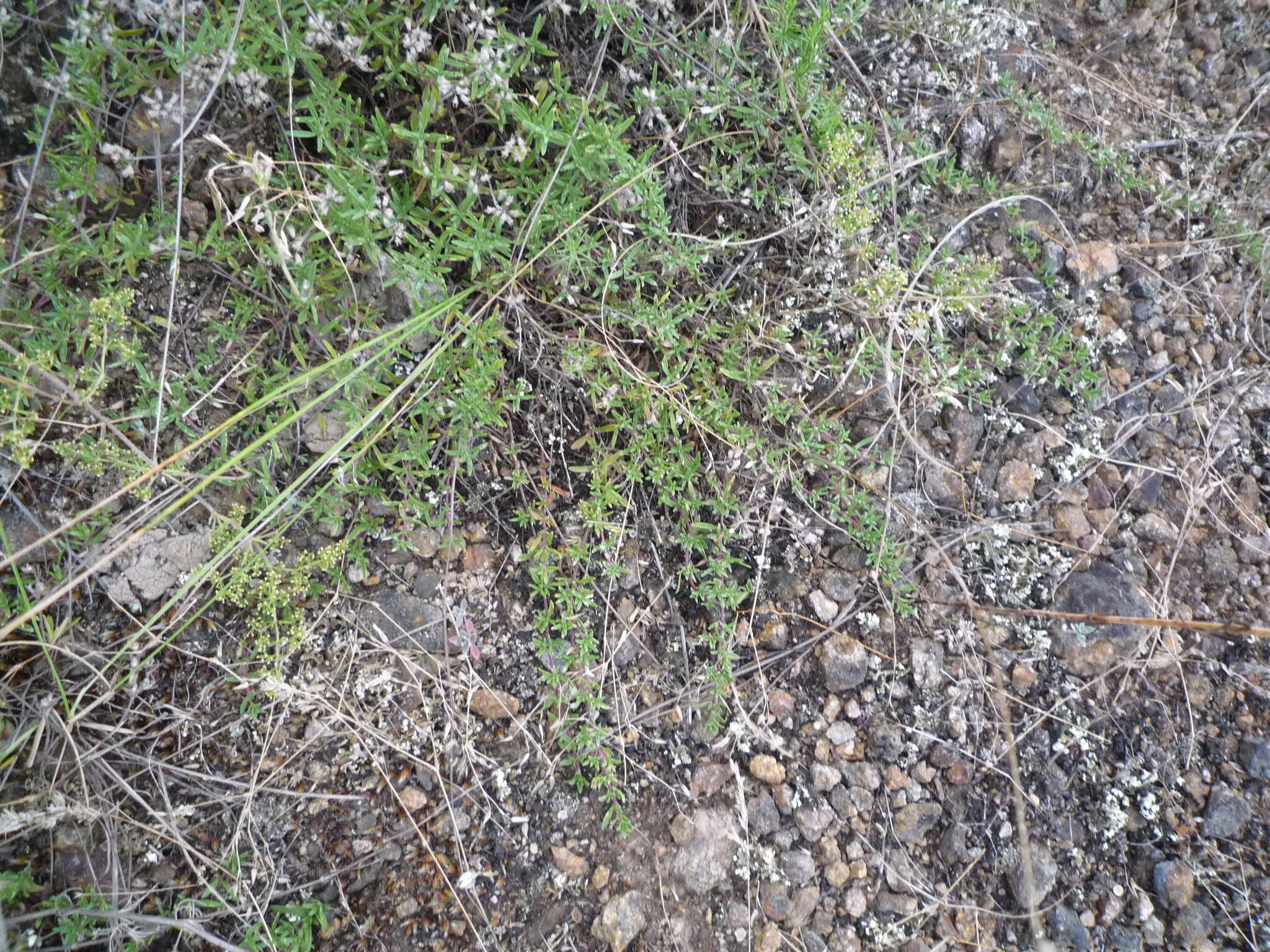 Image of Thymus dimorphus Klokov & Des.-Shost.