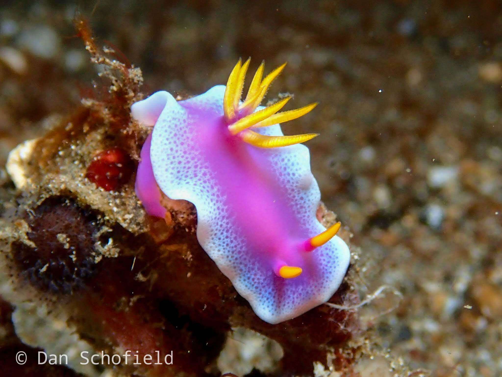 Plancia ëd Hypselodoris apolegma (Yonow 2001)