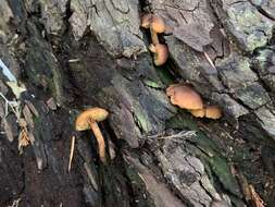 Image of Gymnopilus rufescens Hesler 1969