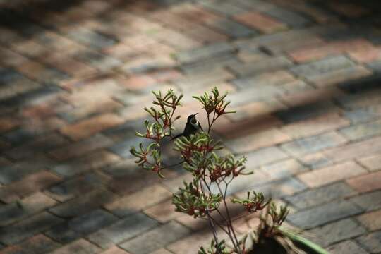 Image of Spinebill