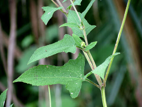 Sivun Melanthera nivea (L.) Small kuva