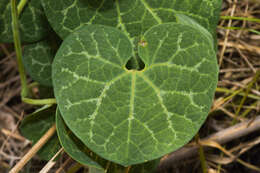 Image of Aristolochia fimbriata Cham.