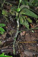 Image of Anthurium coclense Croat