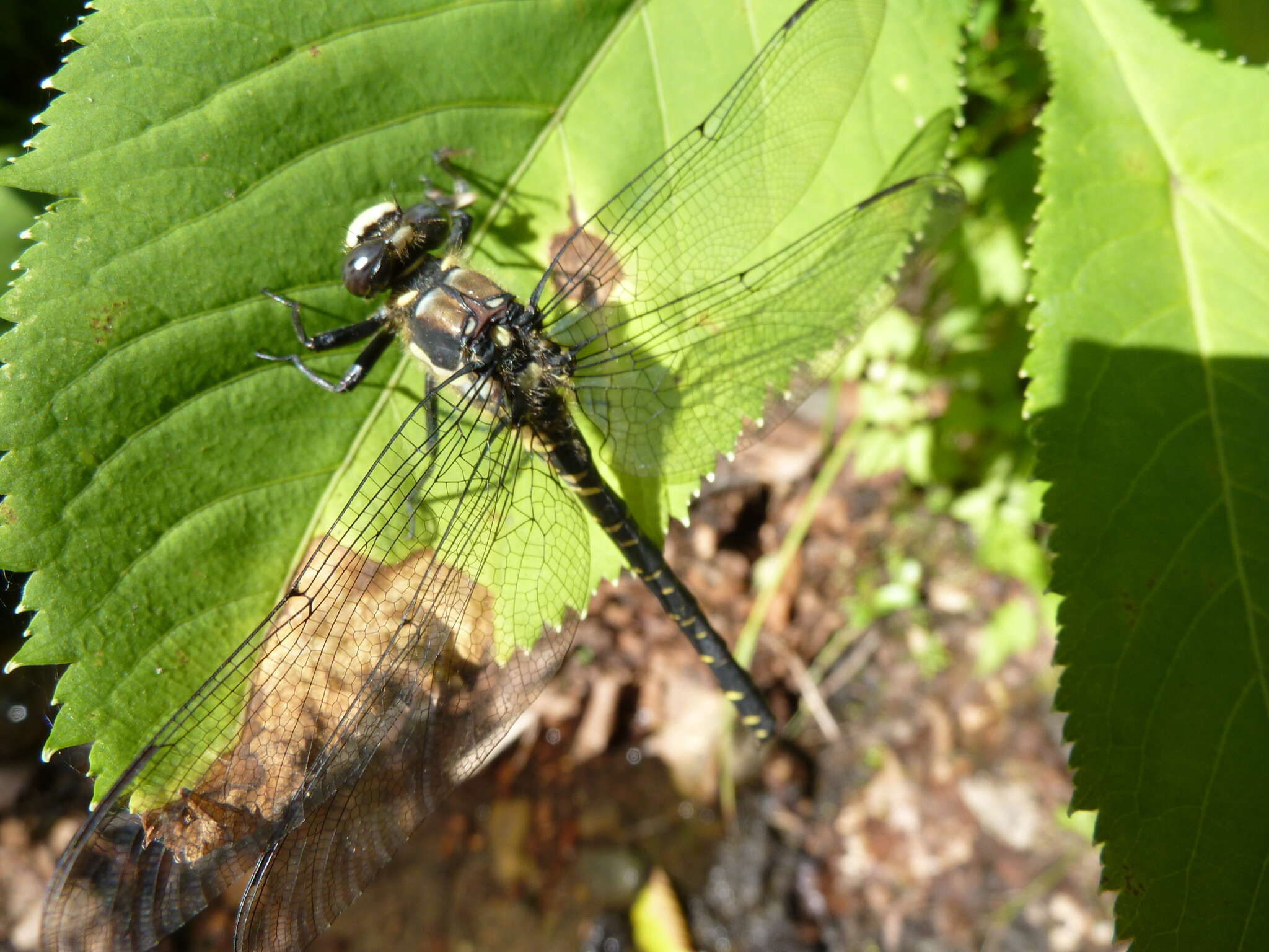 Image of Tanypteryx pryeri (Selys 1889)