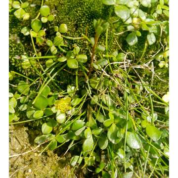 Image of Ranunculus acaulis Banks & Soland.