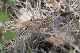 Image of Bunchgrass Lizard