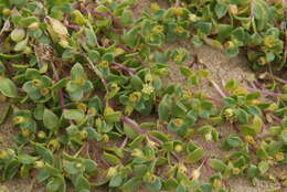 Image of seaside sandplant