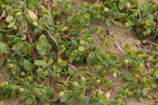 Image of seaside sandplant