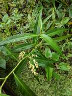 Image of Dotted Smartweed