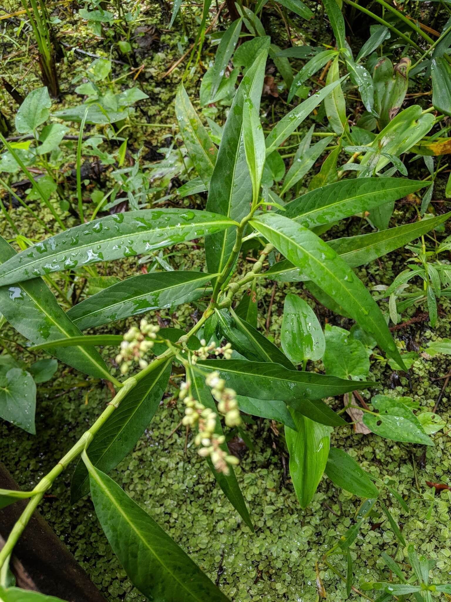 Image of Dotted Smartweed