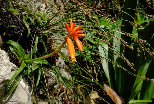 Aloe thompsoniae Groenew. resmi