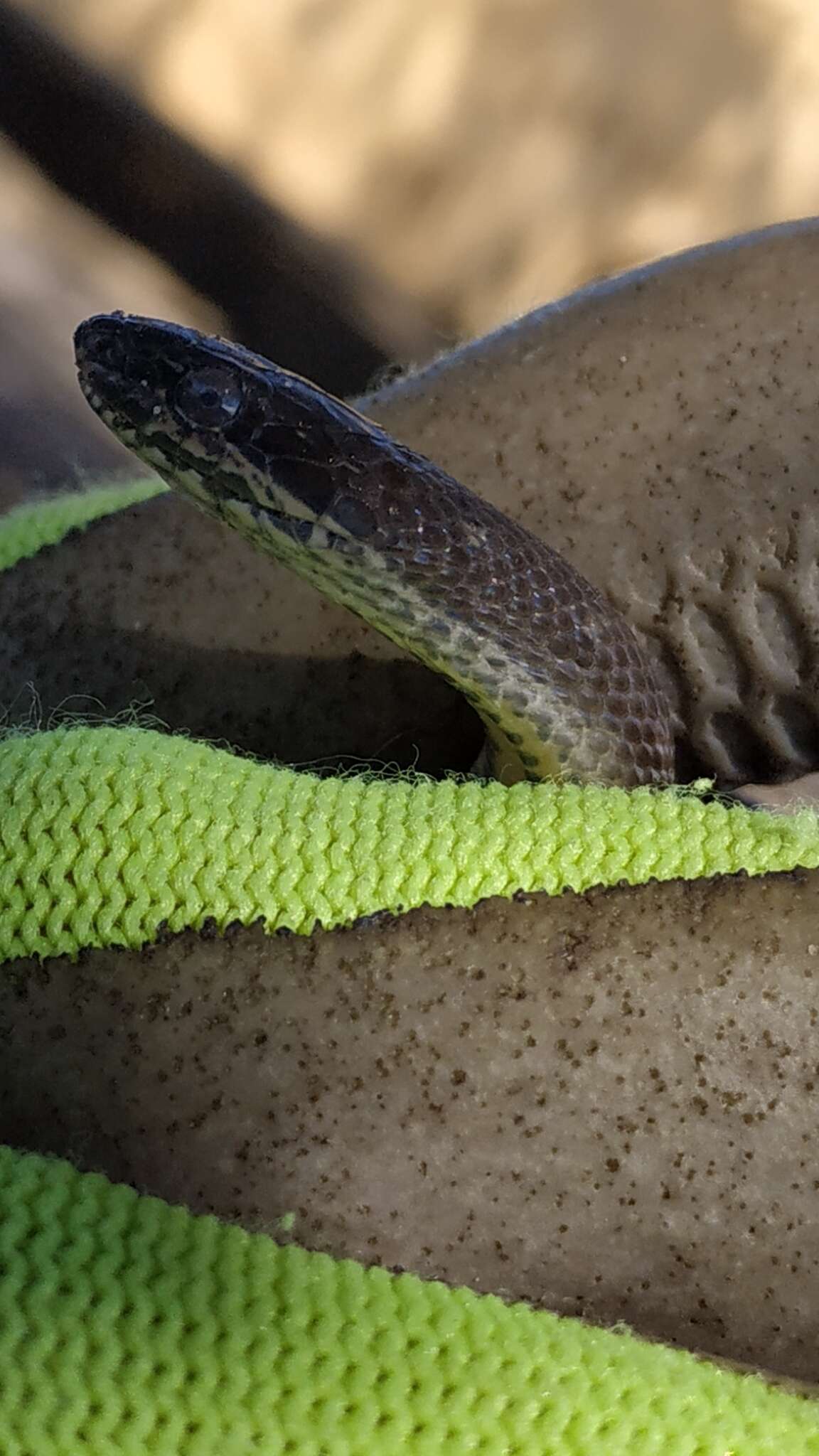 Image of Two-spotted Snake