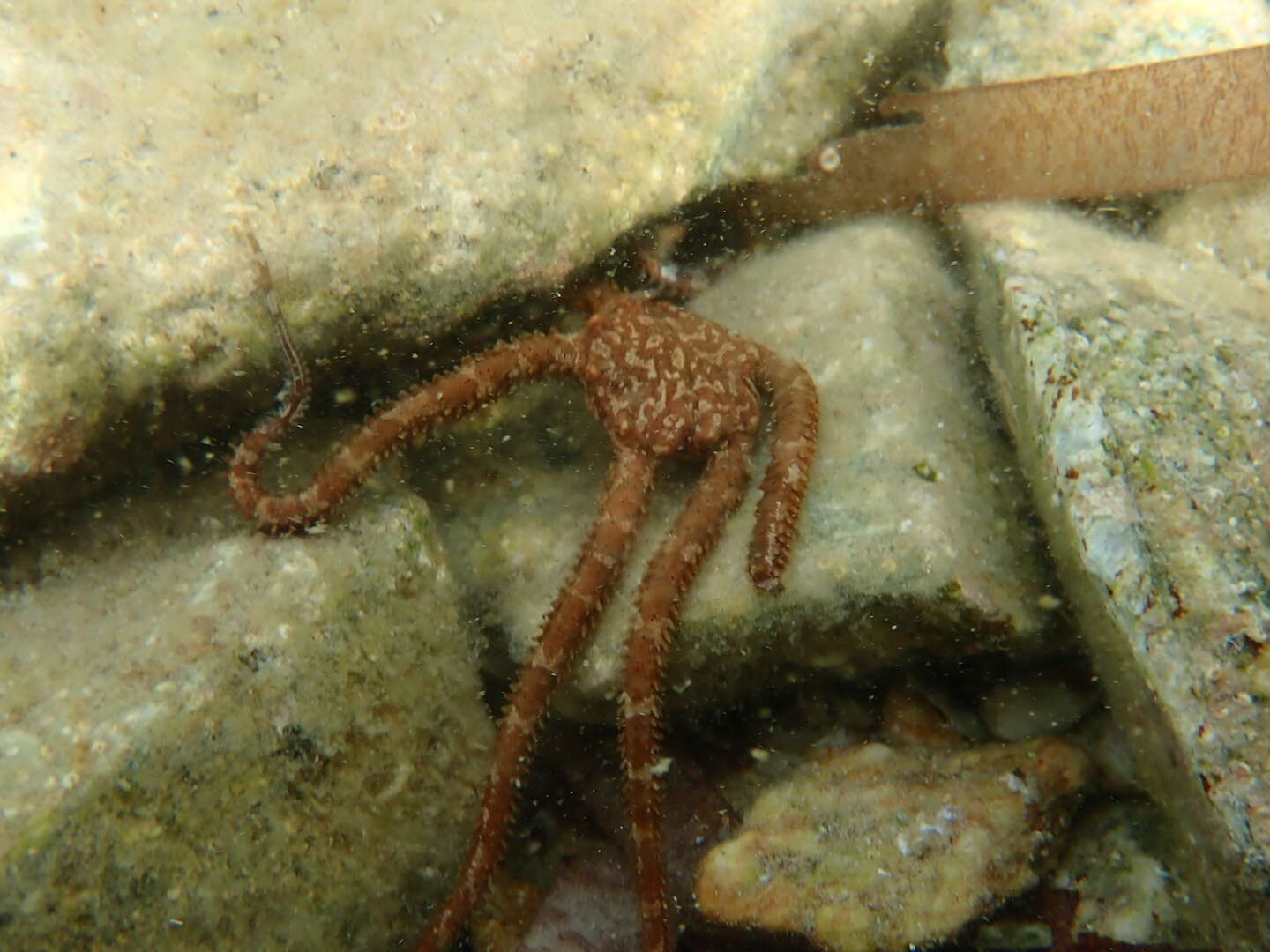 Image of Ophioderma longicaudum (Bruzelius 1805)