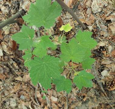 Image of Ribes spicatum subsp. hispidulum (Jancz.) L. Hämet-Ahti