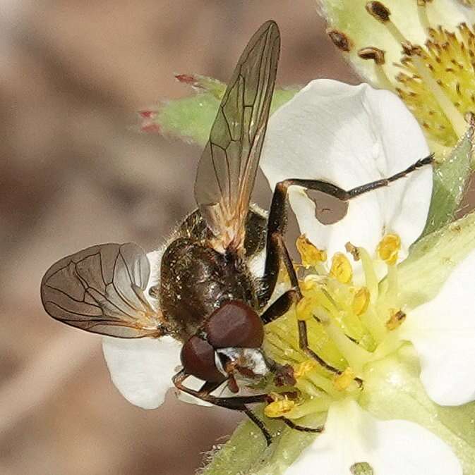 Image of Blera nigra (Williston 1887)