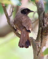 Image of Masked Laughingthrush