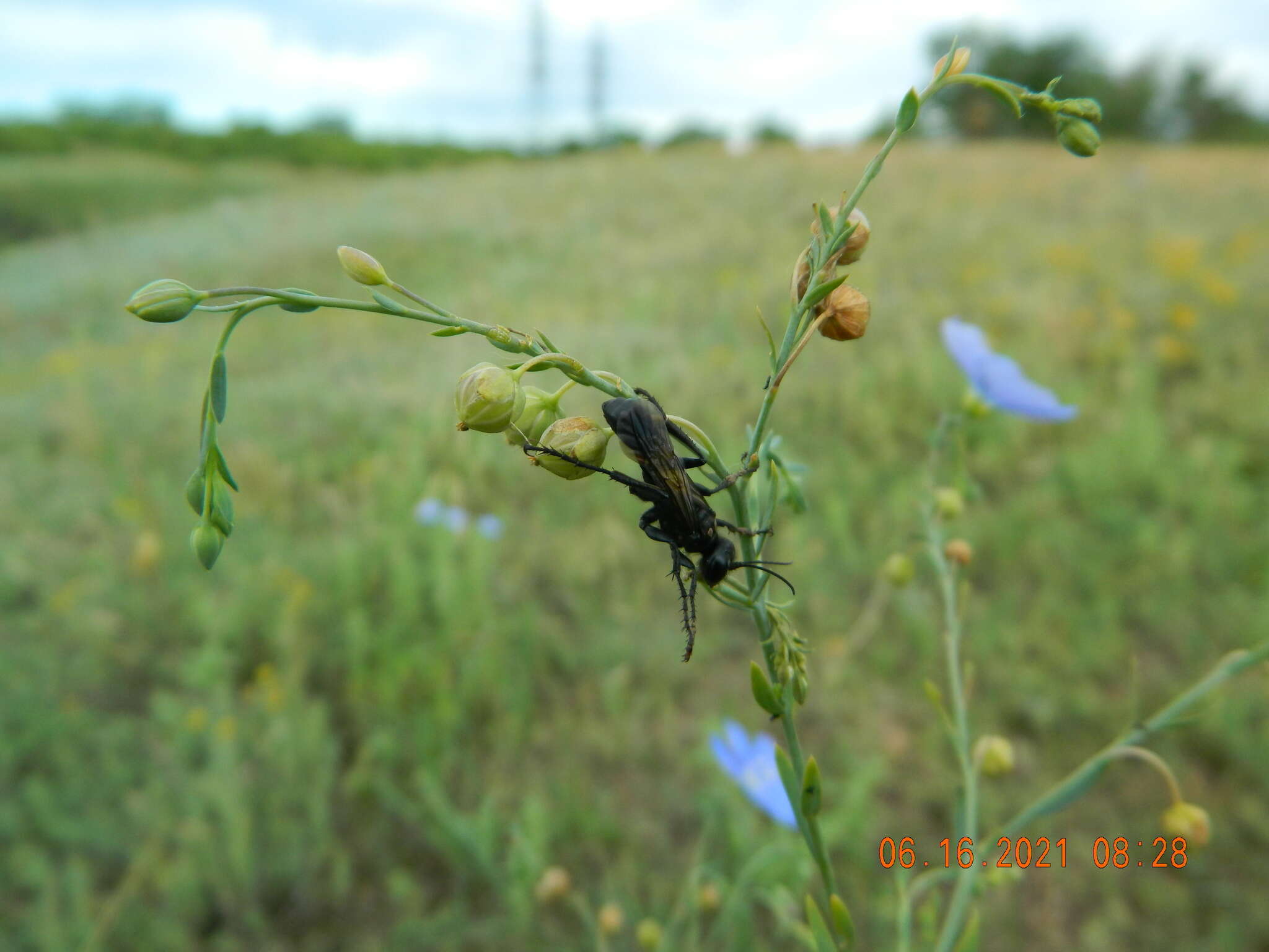 Prionyx subfuscatus (Dahlbom 1845) resmi