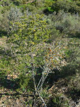 Image of Asparagus mariae (Oberm.) Fellingham & N. L. Mey.