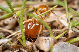 Image of Pheidole spadonia Wheeler 1915