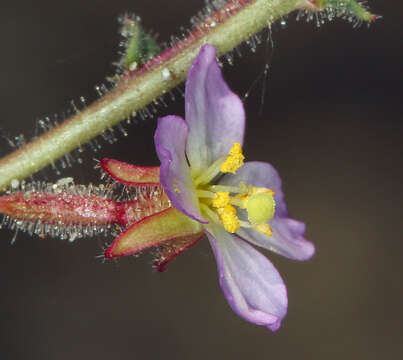 Image of Shockley's evening primrose