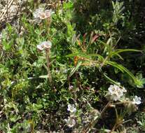 Image of Mojave phacelia