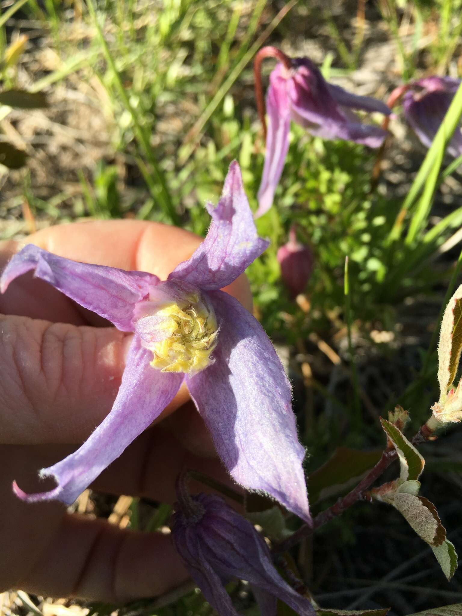 Sivun Clematis columbiana (Nutt.) Torr. & Gray kuva