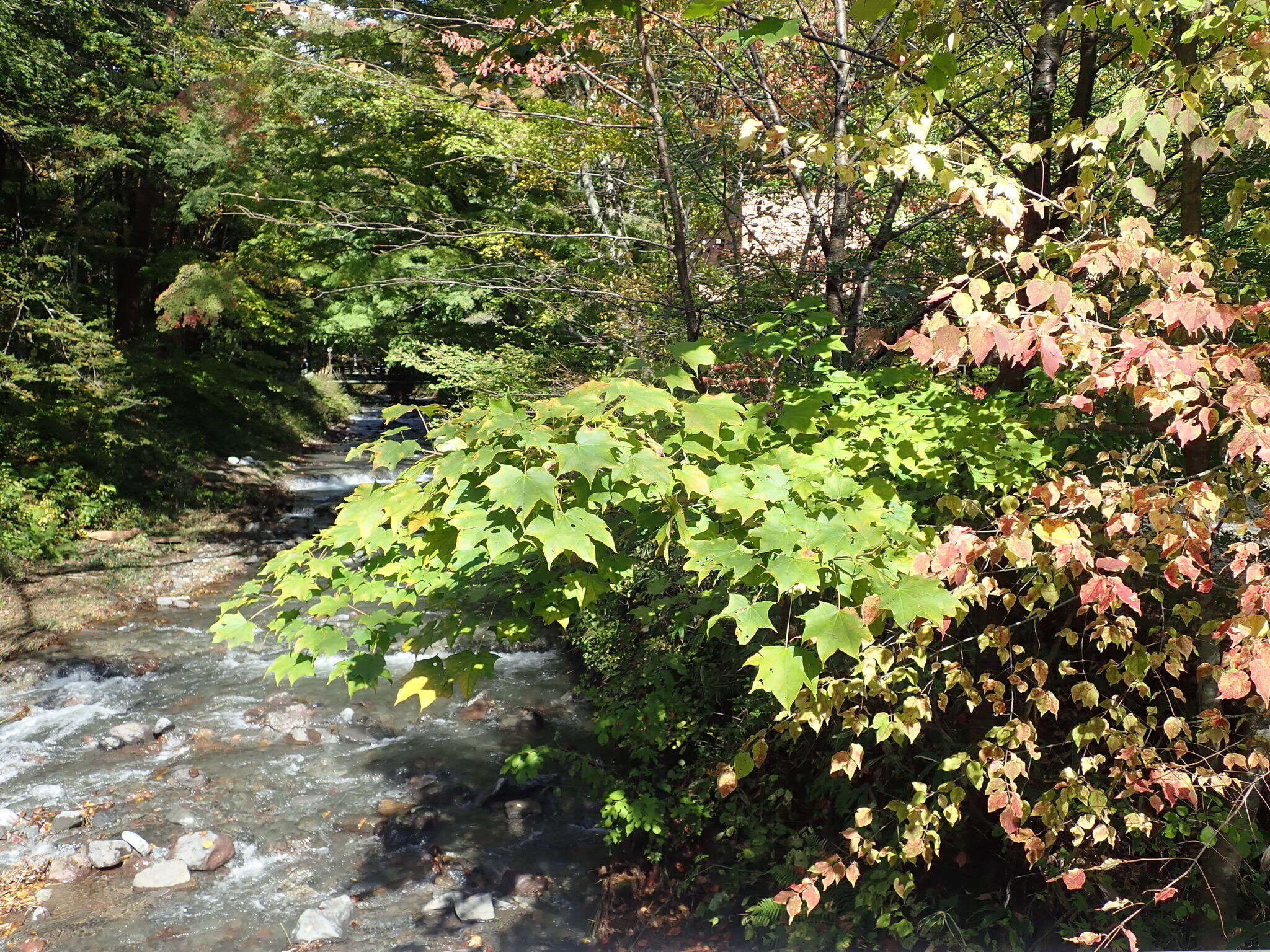 Image of Acer pictum C. P. Thunberg ex A. Murray