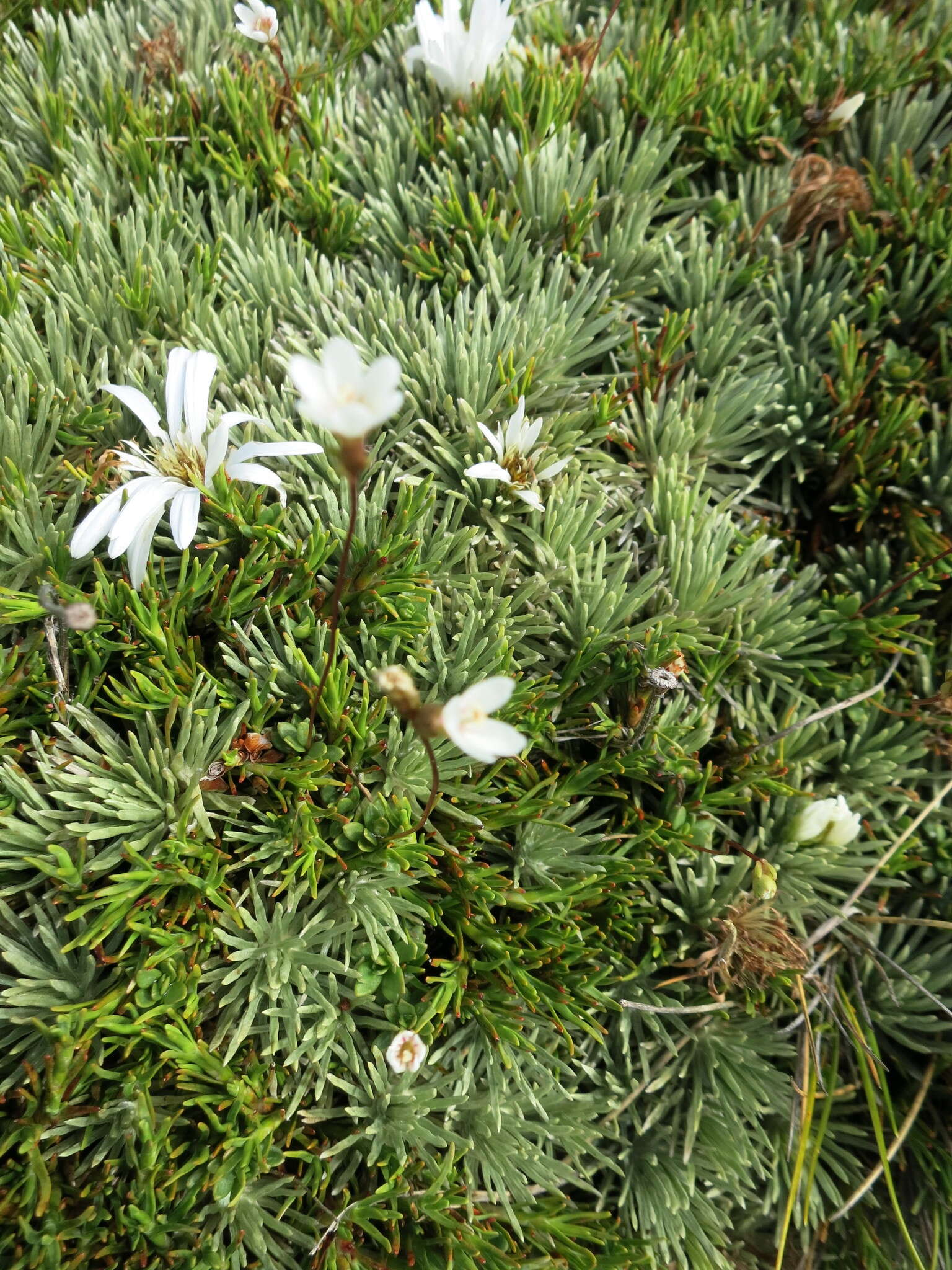 Image of Celmisia sessiliflora Hook. fil.