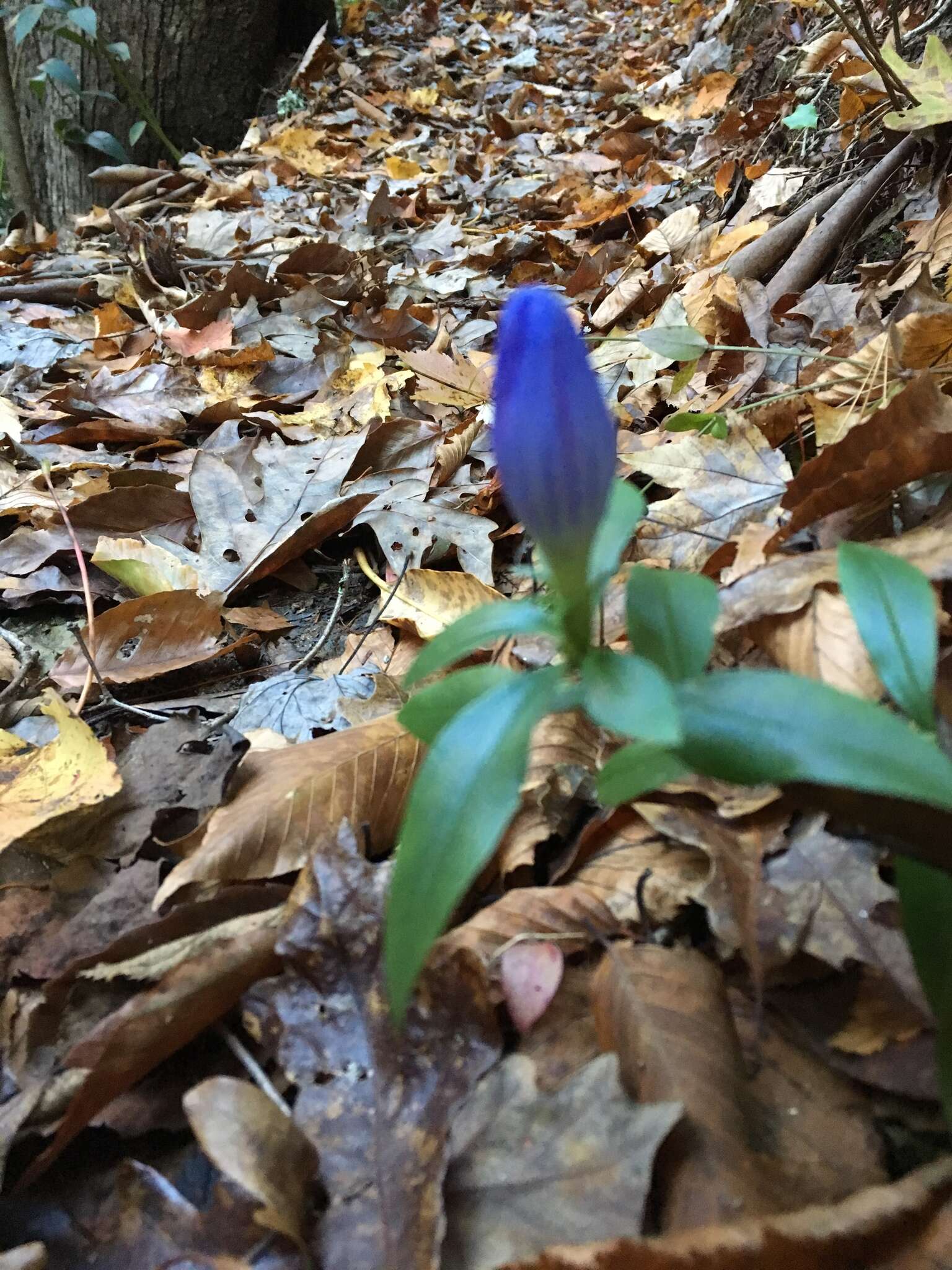 Imagem de Gentiana saponaria L.