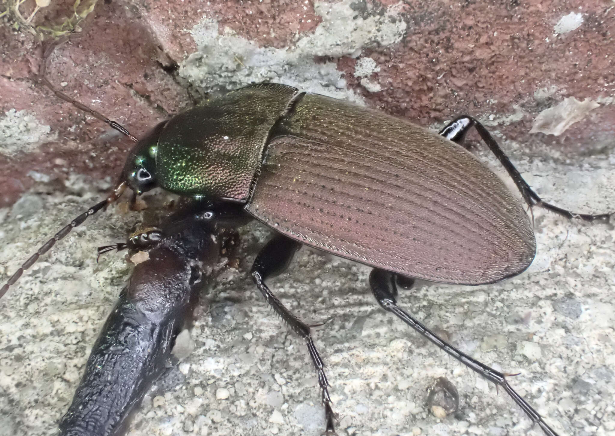 صورة Chlaenius (Eurydactylus) tomentosus (Say 1823)