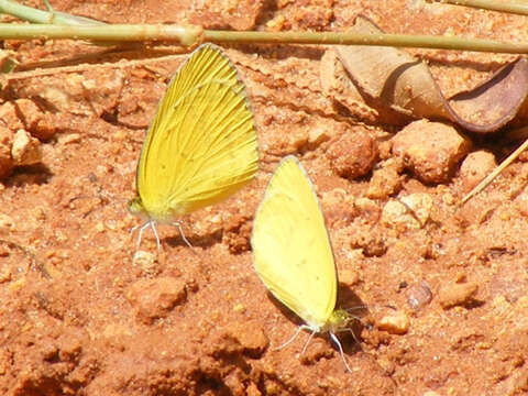 Слика од <i>Eurema <i>brigitta</i></i> brigitta