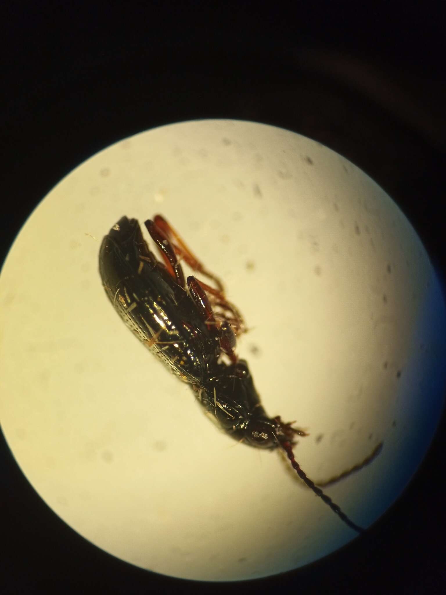 Image of Carabidae