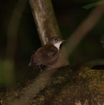 Слика од Microcerculus marginatus (Sclater & PL 1855)