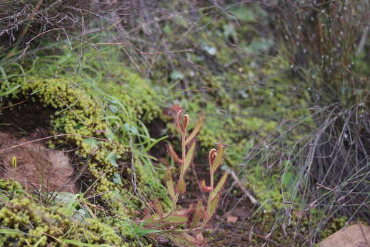 Image of Drosera liniflora Debbert