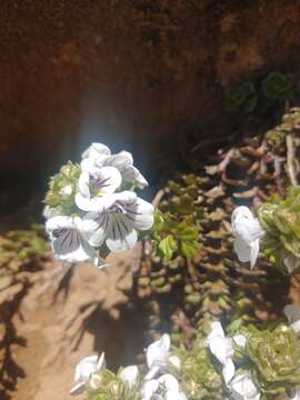 Image of Euphrasia gibbsiae Du Rietz