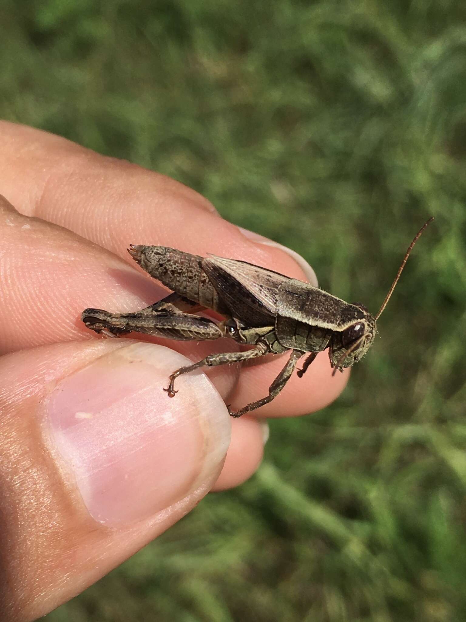 Melanoplus walshii Scudder & S. H. 1897的圖片