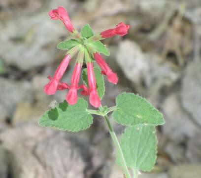 Stachys coccinea Ortega resmi