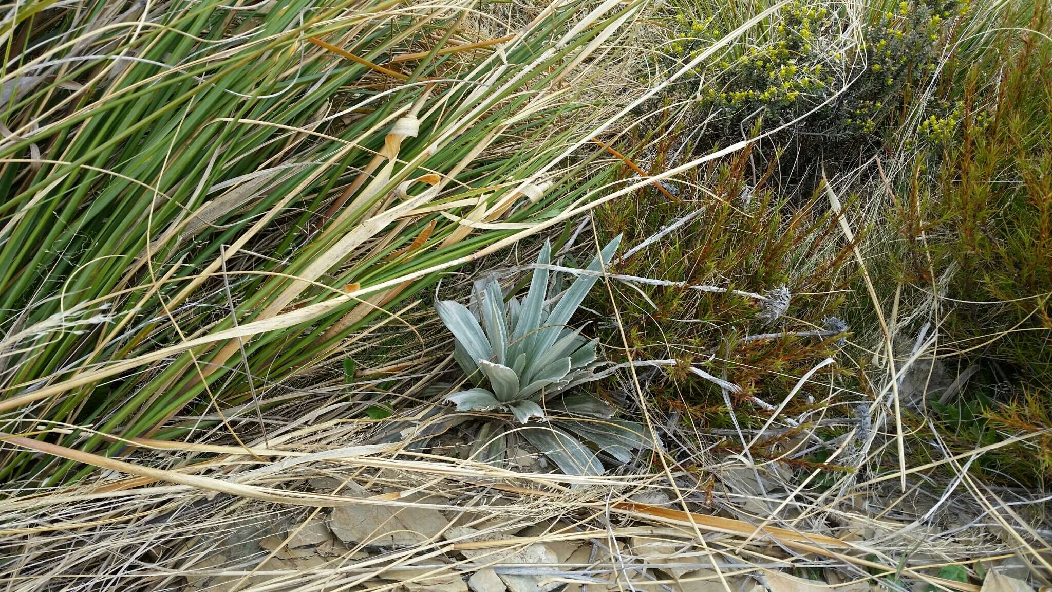 Sivun Celmisia semicordata subsp. stricta kuva