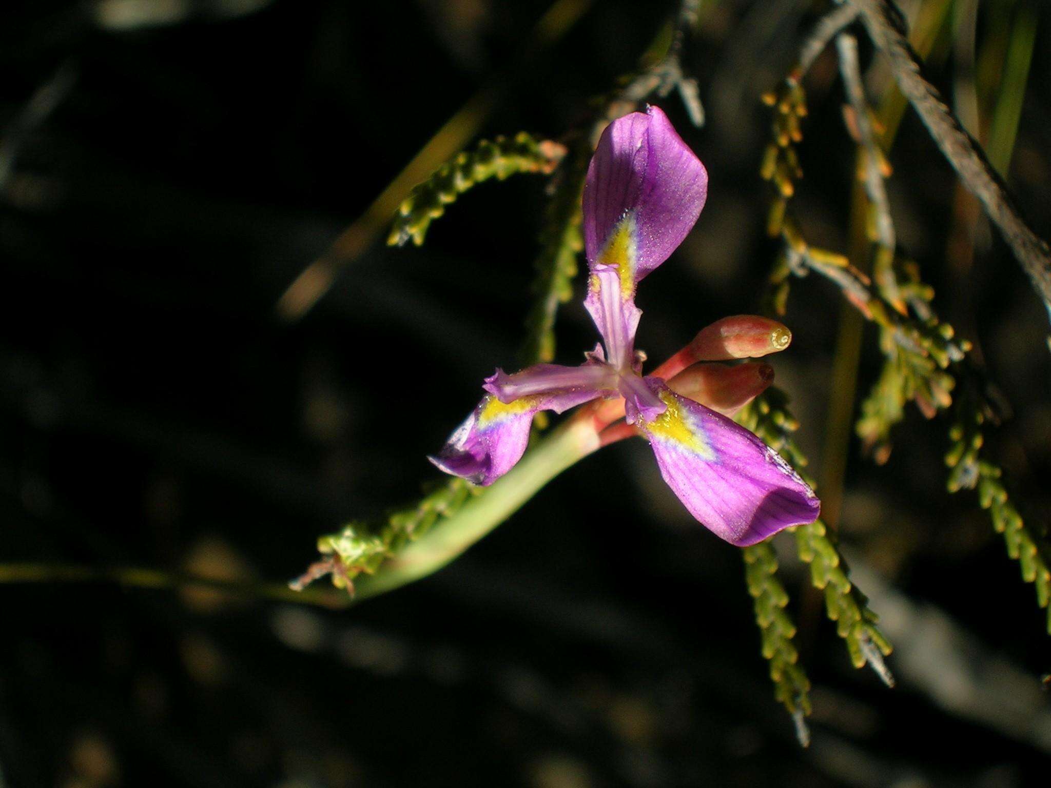 Image of Moraea helmei Goldblatt & J. C. Manning