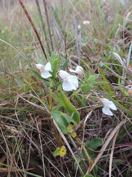 Imagem de Impatiens assurgens Baker